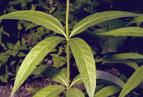 culver's root 3